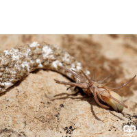 گونه افعی شاخدار دم عنکبوتی Spider-tailed Horned Viper 